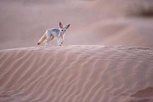 Sahara; Le fennec adultes chasse dans les dunes