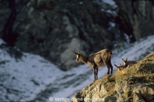 Chamois