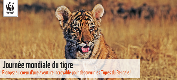 RÃ©sultat de recherche d'images pour "journÃ©e mondiale du tigre"