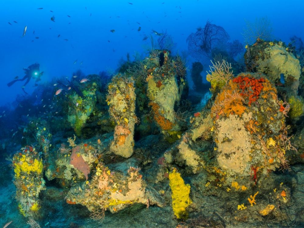 http://www.faunesauvage.fr/wp-content/uploads/2019/06/cover-r4x3w1000-5d03c34ba52fb-massif-coralligene-ducap-lardierpetit-laurent-ballesta-gombessa-v-planete-mediterranee.jpg