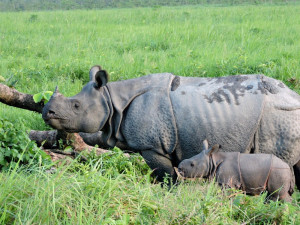 18990940378_cebc58a106_b