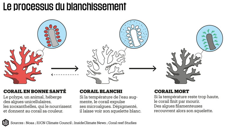 897181-le-processus-du-blanchissement-des-coraux-infographie-big