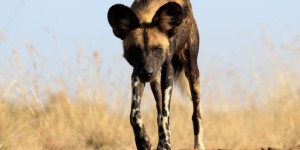 4983715_3_8815_un-lycaon-au-kenya_7dc8d4ccbcd8c6fcba0be814ceadcaeb