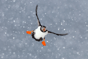 Atlantic Puffin_Copyright Jan Vermeer_03