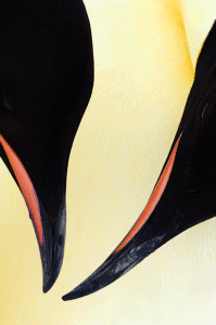 Emperor Penguin_Copyright Jan Vermeer_17