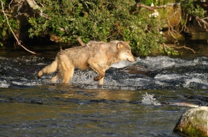 Loup à la pêche