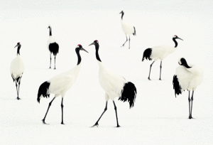Japanese Crane Dance_Hokkaido_Copyright Jan Vermeer_02