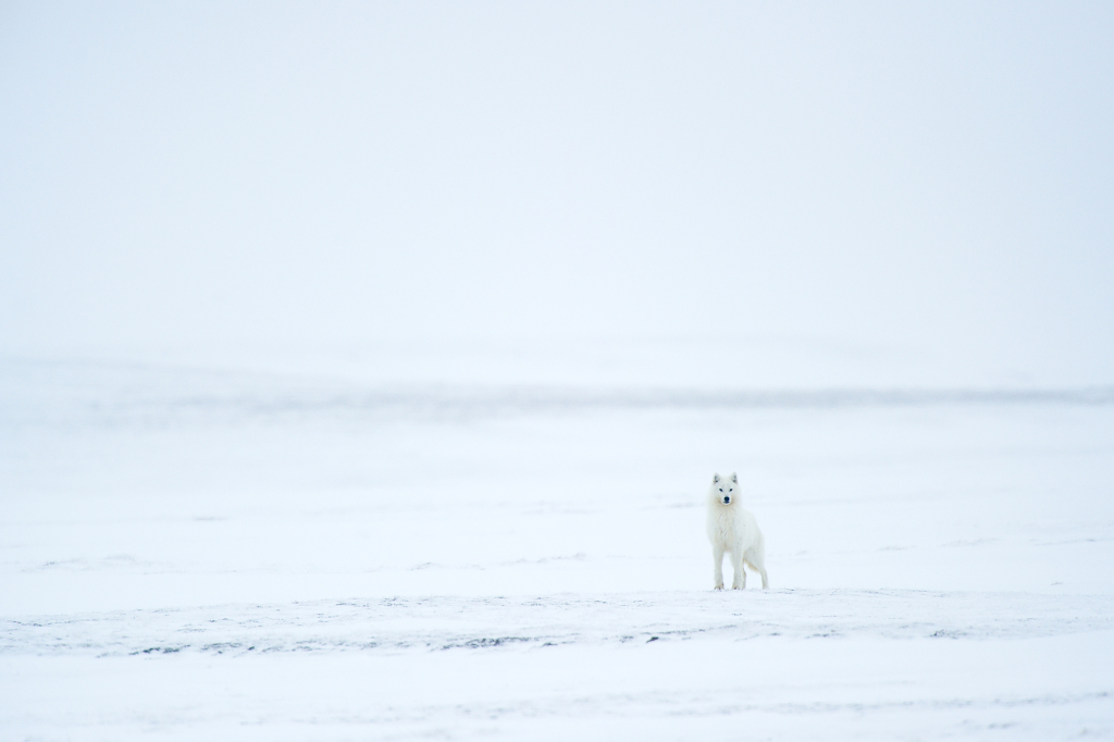 Loup arctique - Arctic wolf - Canis lupus arctos - Île de Banks