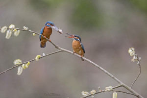 France; the Loire Valley; offering of the kingfisher; nuptial parade