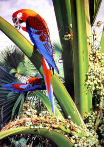 ara cuba