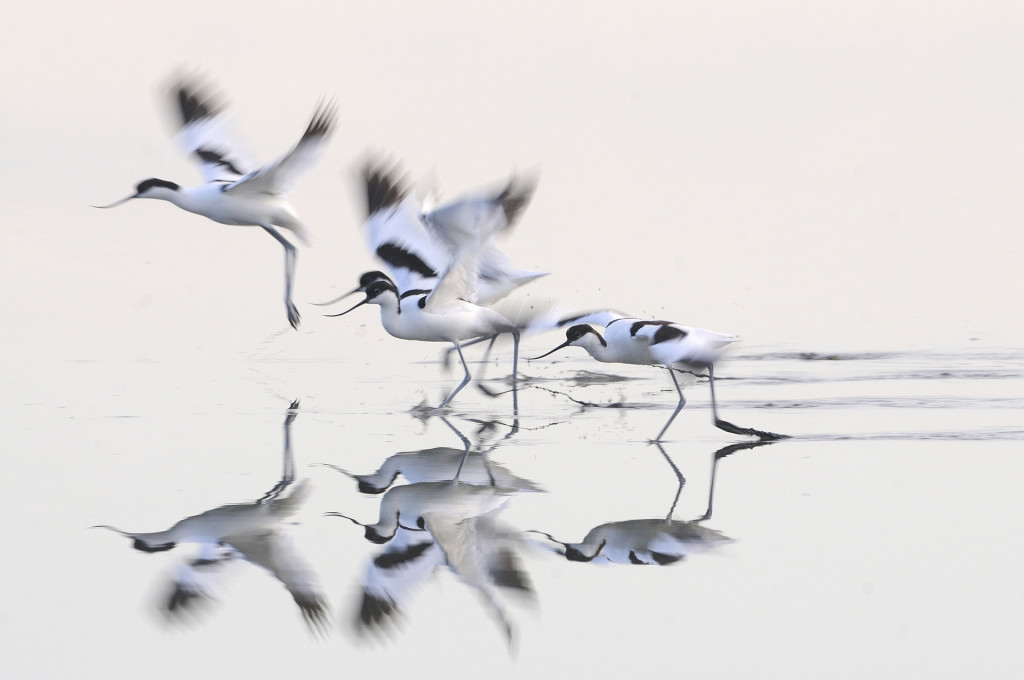 avocette_L_envol_des_elegantes_01