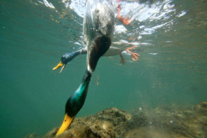 Canard colvert Anas platyrhynchos