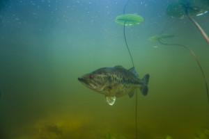 Black-bass. micropterus salmoides