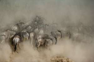 migration des gnous