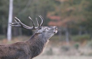 cerf