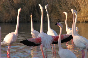 LCP FLAMANTS ROSES