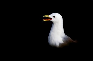 mouette-tridactyle-Aves-2014