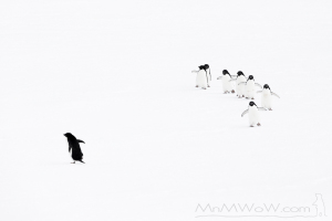 Penguin army