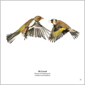 Jerome Guillaumot - Photographe animalier - 21