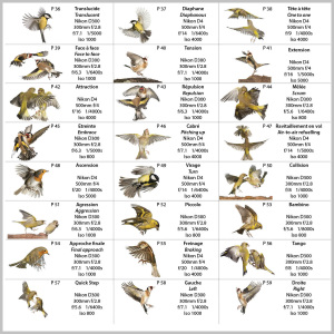 Jerome Guillaumot - Photographe animalier - 23