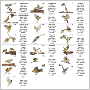 Jerome Guillaumot - Photographe animalier - 25