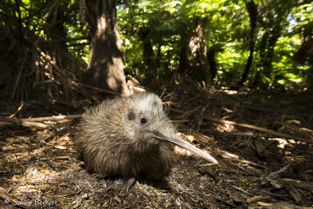 Kiwi Rowi juvenile