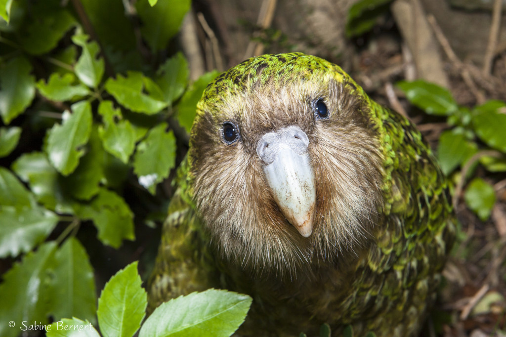 Sirocco_Kakapo-NZ-SBernert