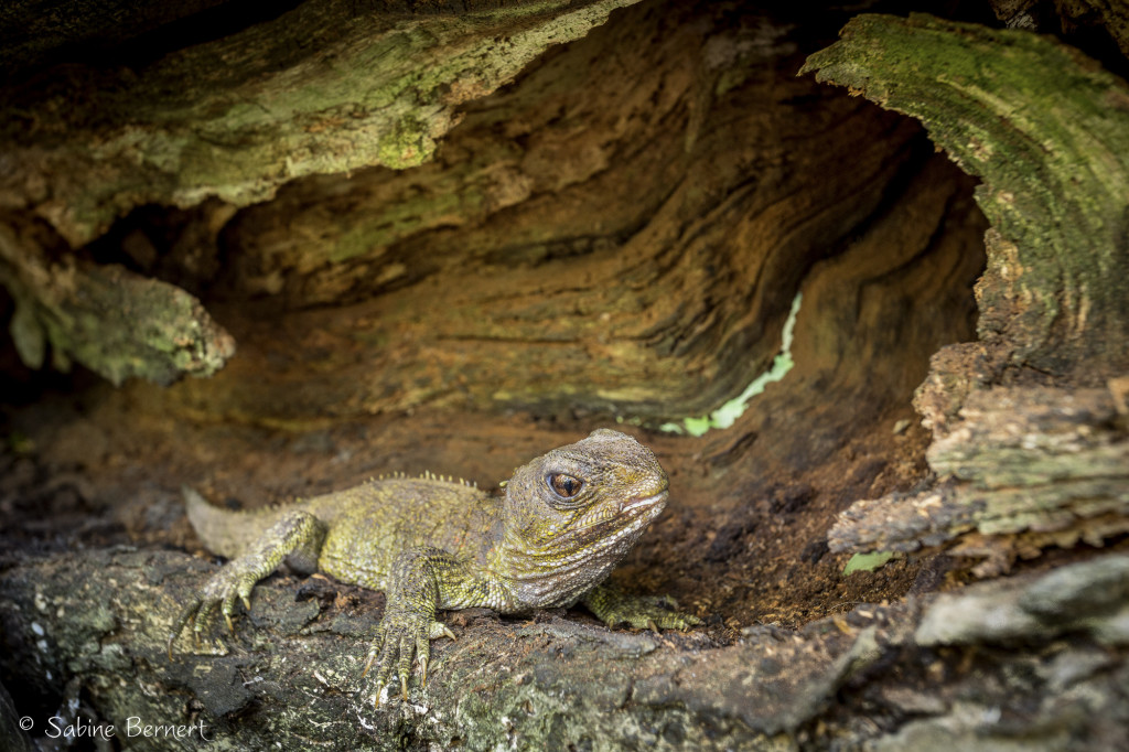 Tuatara, sphénodon, Takapourewa / Stephens Island