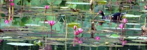 images-1