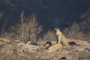 Lion (Panthera leo) / Lion