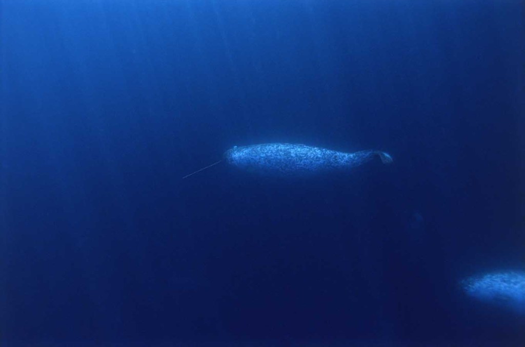 Narval mle sous l'eau - Male narwhal underwater