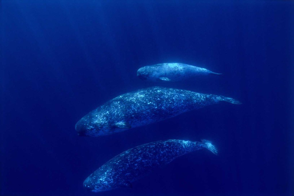 Deux femelles narvals avec le petit de l'une d'entre elles - Two female narwhals with the calf of one of them