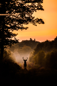 Myriam Dupouy - Portfolio Faune Sauvage (10) - DEER GOD