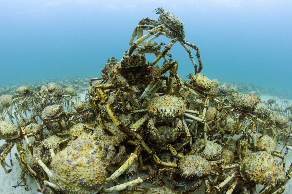 Rassemblement de crabes araignes de mer - Aggregation of spider crabs