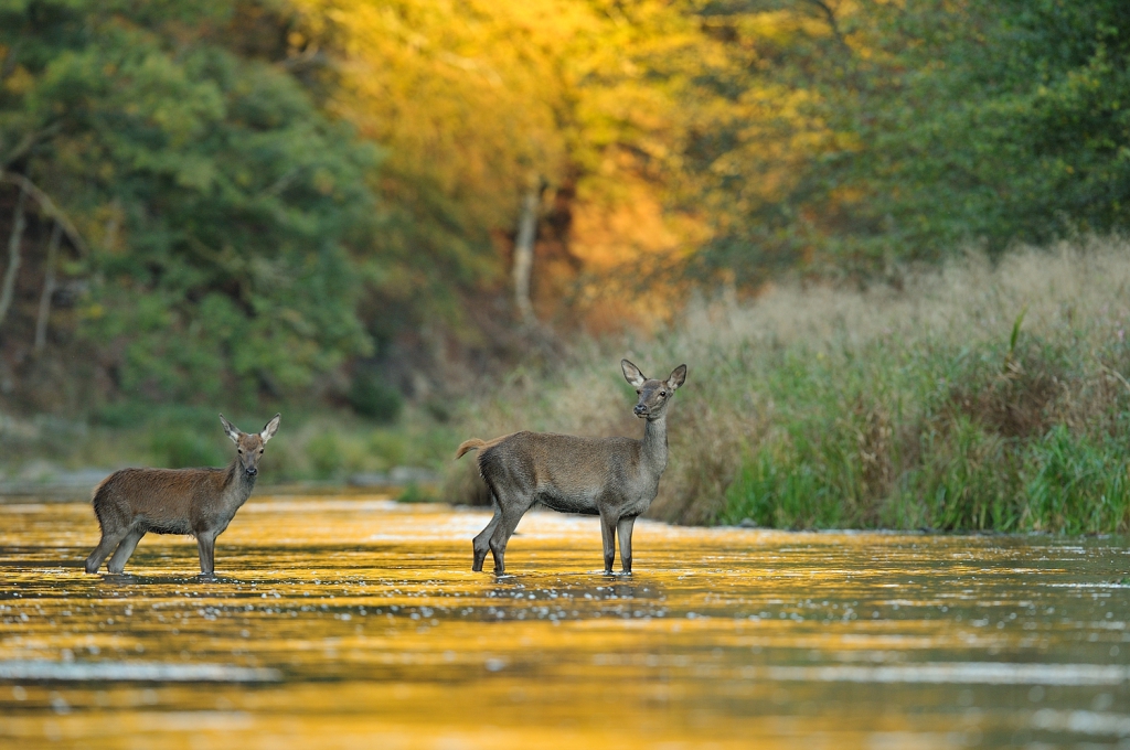biche et faon
