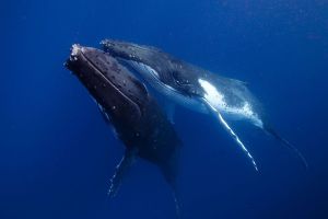 538_370_Courting whales