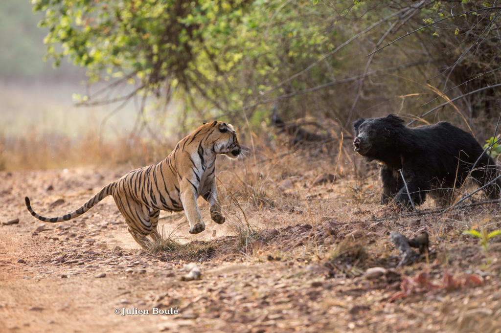 Tigre et ours lippu #3