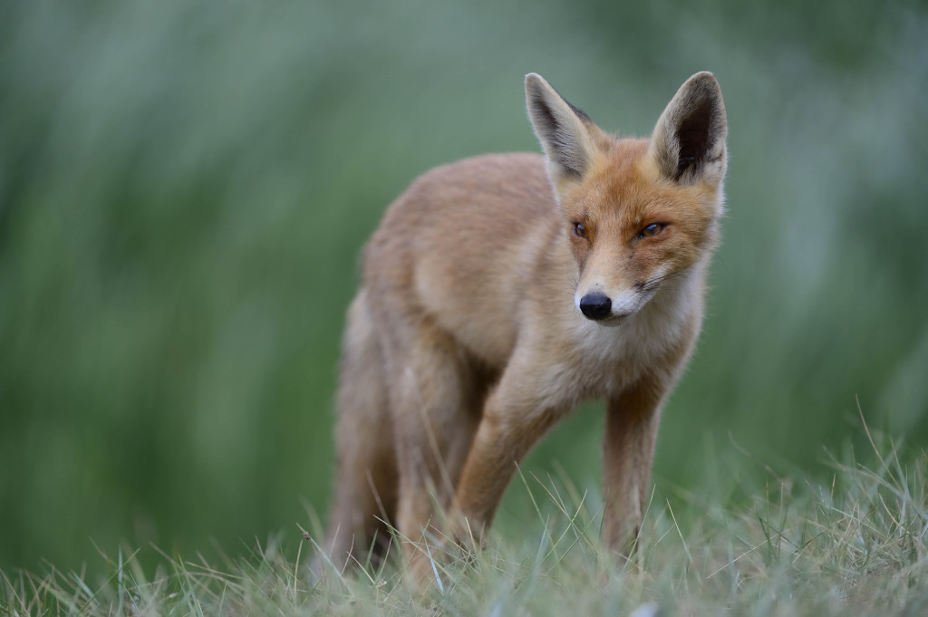 Renard 2