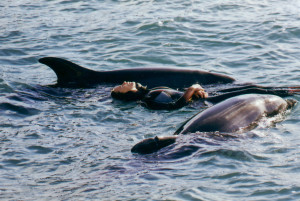 037-Dony Jean Floch Fred DR