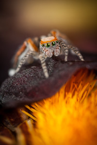 Araignée sauteuse, Saitis barbipes, mâle