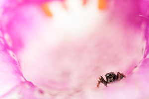 Araignée sauteuse, Heliophanus sp., mâle