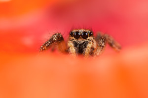 Araignée sauteuse , Salticus scenicus, femelle