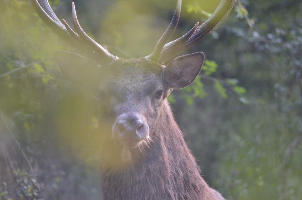 13 cors marais Cosson 25 09 2011 am (3)