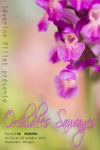 Orchis sureau