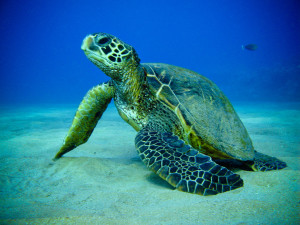 greenseaturtle5