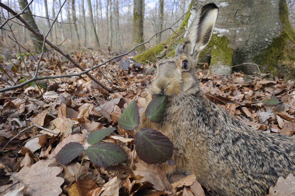 Livre d'Europe Lepus europaeus