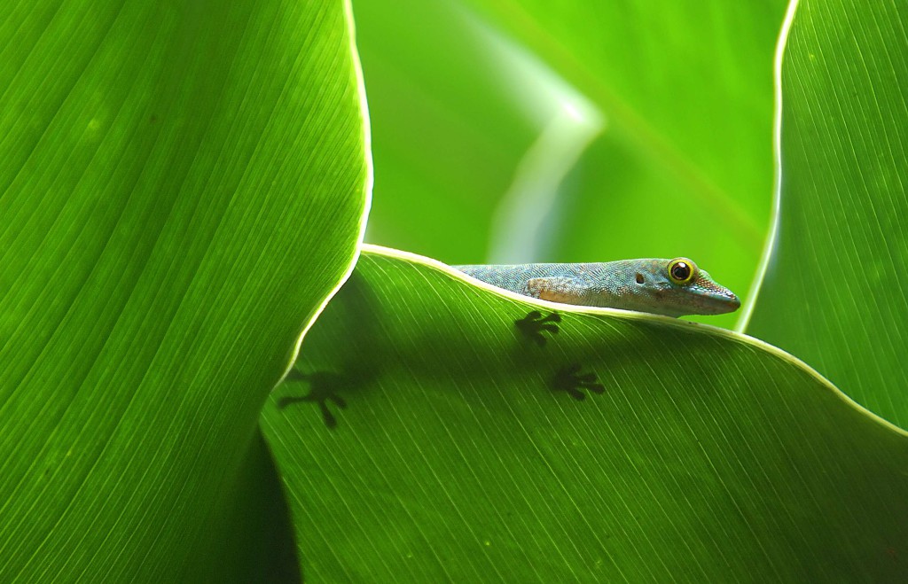 2009-06-12_11-36-00_DSC0140 bis