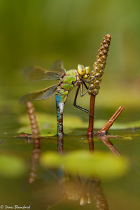 Anax empereur en ponte sur potamo