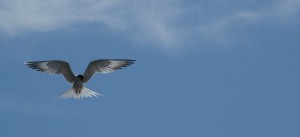 IMG_3159