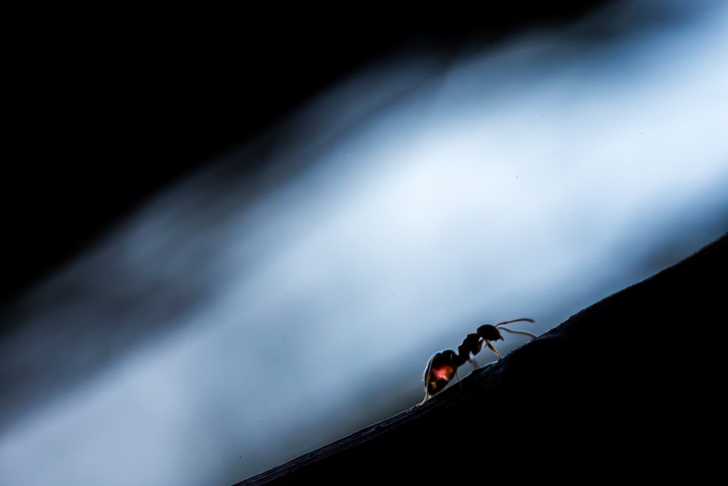 5dmark3 ; 100f2.8is ; iso 4000 ; f10 ; 1/400s Fourmis, seule devant sa tâche